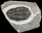 Bargain, Coltraneia - Bug Eyed Trilobite #53560-1